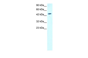 GATA2 Antibody