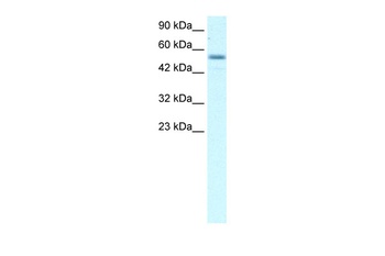 EBF3 Antibody