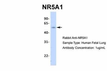 NR5A1 Antibody