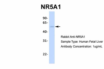 NR5A1 Antibody