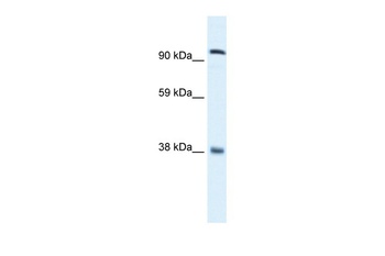 MECOM Antibody