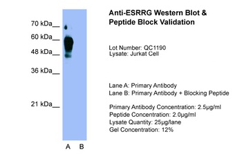 ESRRG Antibody
