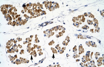 EMX2 Antibody