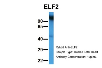 ELF2 Antibody