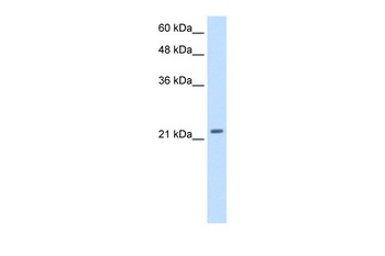 PMF1 Antibody