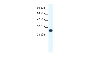 GTF2F2 Antibody