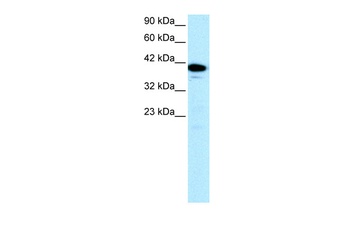 NFYA Antibody