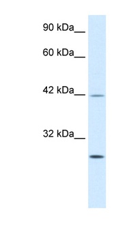 KLF9 Antibody