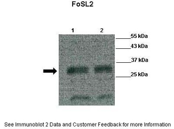 FOSL2 Antibody