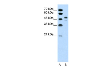 POU3F2 Antibody