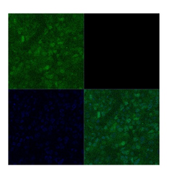 POU3F2 Antibody