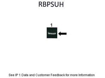 RBPJ Antibody