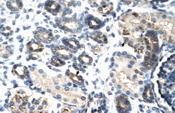 TSC22D4 Antibody