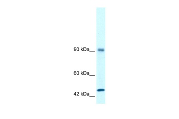 RBM10 Antibody