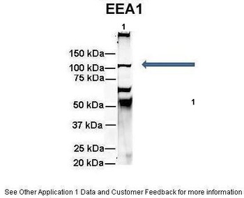 EEA1 Antibody