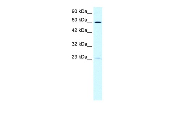 SUPT3H Antibody