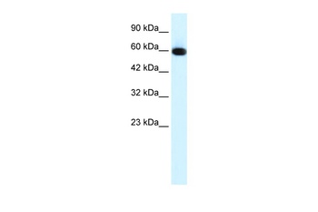 GLIS2 Antibody