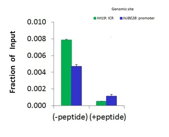 SMARCA5 Antibody