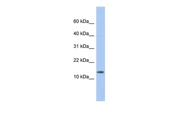 ID2 Antibody