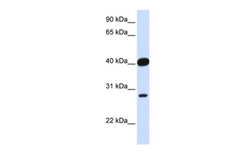 ELK3 Antibody