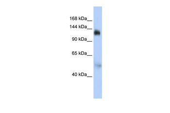 NFX1 Antibody