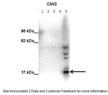 CAV2 Antibody