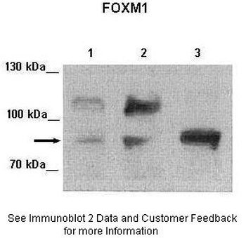 FOXM1 Antibody