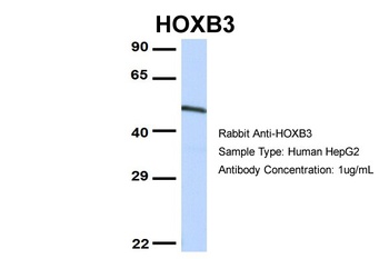 CCNT1 Antibody