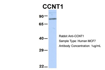 CCNT1 Antibody