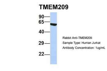 TMEM209 Antibody
