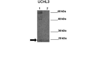 UCHL3 Antibody