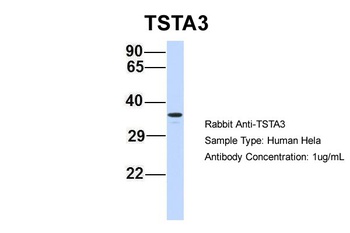 TSTA3 Antibody