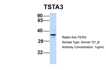 TSTA3 Antibody