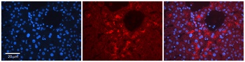 TSTA3 Antibody