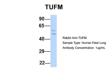 TUFM Antibody
