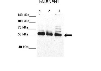 HNRNPH1 Antibody