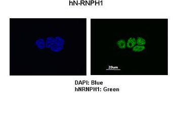 HNRNPH1 Antibody