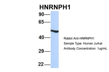 HNRNPH1 Antibody