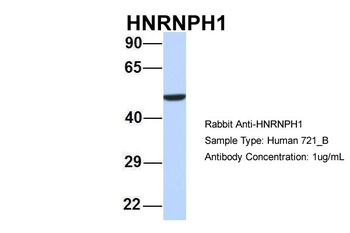 HNRPH1 Antibody