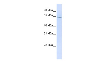 GLP2R Antibody