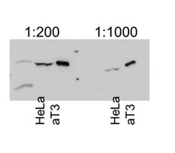 ERLIN2 Antibody