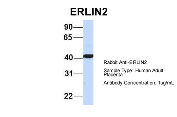 ERLIN2 Antibody