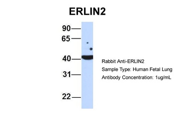 ERLIN2 Antibody