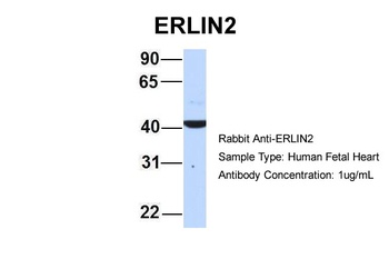 ERLIN2 Antibody