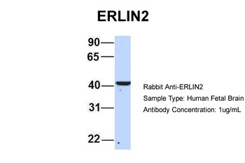 ERLIN2 Antibody