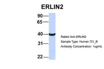 ERLIN2 Antibody