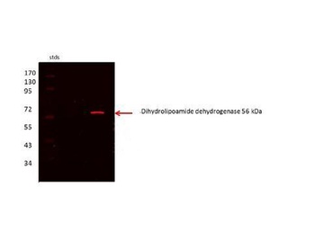 DLD Antibody