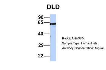 DLD Antibody