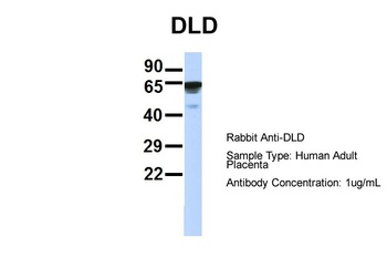 DLD Antibody