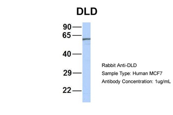 DLD Antibody